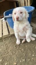 RAFFAELO, Hund, Mischlingshund in Italien - Bild 3