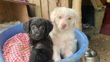 RAFFAELO, Hund, Mischlingshund in Italien - Bild 6