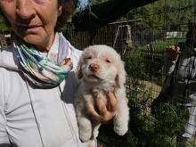 RAFFAELO, Hund, Mischlingshund in Italien - Bild 7