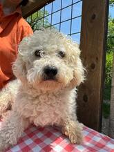 QUEENY, Hund, Malteser-Mix in Italien - Bild 1