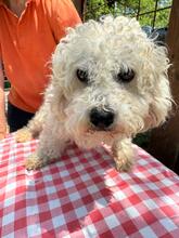 QUEENY, Hund, Malteser-Mix in Italien - Bild 2