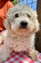 QUEENY, Hund, Malteser-Mix in Italien - Bild 3