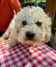 QUEENY, Hund, Malteser-Mix in Italien - Bild 4