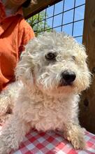 QUEENY, Hund, Malteser-Mix in Italien - Bild 5