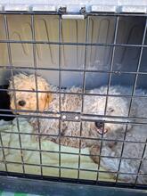 QUEENY, Hund, Malteser-Mix in Italien - Bild 6