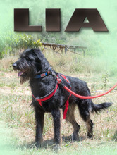 LIA, Hund, Mischlingshund in Portugal - Bild 2