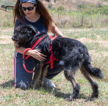 LIA, Hund, Mischlingshund in Portugal - Bild 3