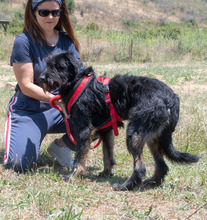 LIA, Hund, Mischlingshund in Portugal - Bild 4