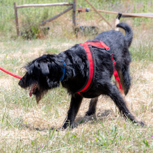 LIA, Hund, Mischlingshund in Portugal - Bild 5
