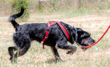 LIA, Hund, Mischlingshund in Portugal - Bild 6