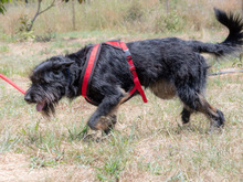 LIA, Hund, Mischlingshund in Portugal - Bild 7