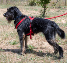 LIA, Hund, Mischlingshund in Portugal - Bild 8