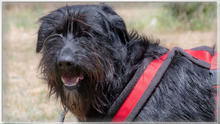 LIA, Hund, Mischlingshund in Portugal - Bild 9