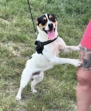 CSIPERKE, Hund, Mischlingshund in Ungarn - Bild 1