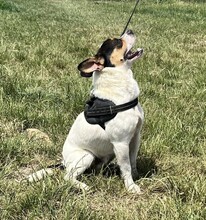 CSIPERKE, Hund, Mischlingshund in Ungarn - Bild 10