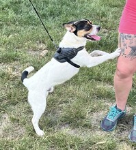 CSIPERKE, Hund, Mischlingshund in Ungarn - Bild 11