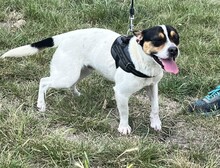 CSIPERKE, Hund, Mischlingshund in Ungarn - Bild 12