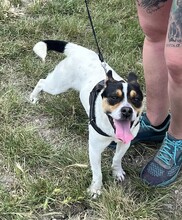 CSIPERKE, Hund, Mischlingshund in Ungarn - Bild 13