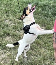 CSIPERKE, Hund, Mischlingshund in Ungarn - Bild 2