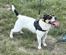 CSIPERKE, Hund, Mischlingshund in Ungarn - Bild 4