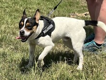 CSIPERKE, Hund, Mischlingshund in Ungarn - Bild 6