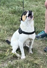 CSIPERKE, Hund, Mischlingshund in Ungarn - Bild 8