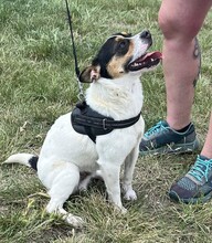 CSIPERKE, Hund, Mischlingshund in Ungarn - Bild 9