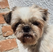 PINCA, Hund, Shih Tzu-Mix in Wiefelstede - Bild 1