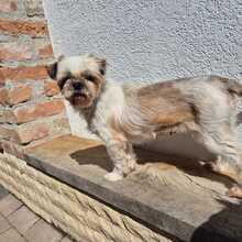 PINCA, Hund, Shih Tzu-Mix in Wiefelstede - Bild 2