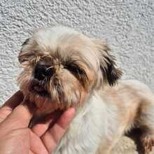 PINCA, Hund, Shih Tzu-Mix in Wiefelstede - Bild 3