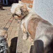 PINCA, Hund, Shih Tzu-Mix in Wiefelstede - Bild 4