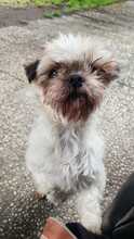 PINCA, Hund, Shih Tzu-Mix in Wiefelstede - Bild 6