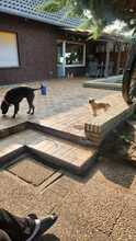 PINCA, Hund, Shih Tzu-Mix in Wiefelstede - Bild 7