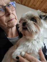 PINCA, Hund, Shih Tzu-Mix in Wiefelstede - Bild 9
