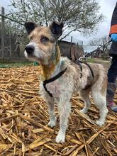 HOPE, Hund, Mischlingshund in Rumänien - Bild 2