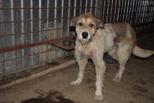 HOPE, Hund, Mischlingshund in Rumänien - Bild 3