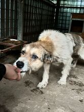 HOPE, Hund, Mischlingshund in Rumänien - Bild 4