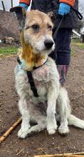 HOPE, Hund, Mischlingshund in Rumänien - Bild 5