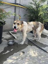 HOPE, Hund, Mischlingshund in Rumänien - Bild 6