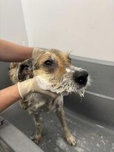 HOPE, Hund, Mischlingshund in Rumänien - Bild 7