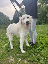 BEPINO, Hund, Mischlingshund in Slowakische Republik - Bild 1