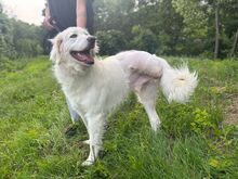 BEPINO, Hund, Mischlingshund in Slowakische Republik - Bild 2