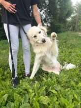 BEPINO, Hund, Mischlingshund in Slowakische Republik - Bild 3