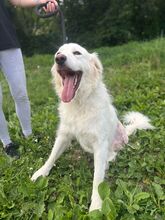 BEPINO, Hund, Mischlingshund in Slowakische Republik - Bild 4