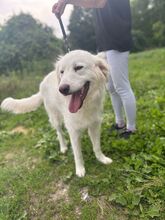 BEPINO, Hund, Mischlingshund in Slowakische Republik - Bild 5