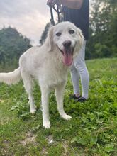 BEPINO, Hund, Mischlingshund in Slowakische Republik - Bild 6