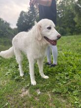 BEPINO, Hund, Mischlingshund in Slowakische Republik - Bild 7