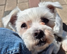 MELLY, Hund, Bichon à poil frisé-Mix in Wiefelstede - Bild 1