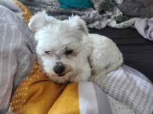 MELLY, Hund, Bichon à poil frisé-Mix in Wiefelstede - Bild 10