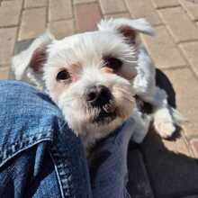 MELLY, Hund, Bichon à poil frisé-Mix in Wiefelstede - Bild 2